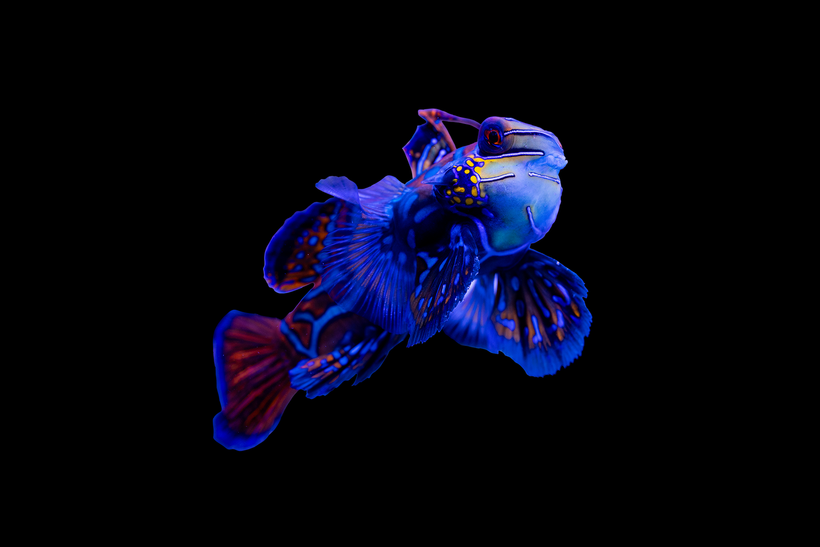 The Mesmerizing Blue Mandarin: A Jewel of the Ocean
