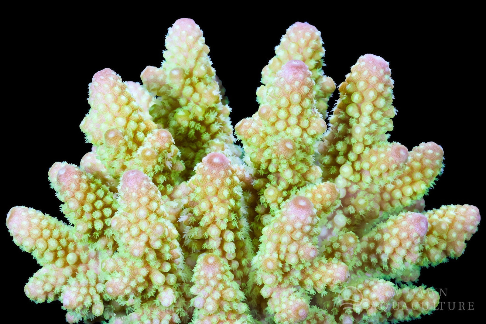 Meet Ammplify: Your Coral’s Direct Line to Reef-Ready Nitrogen