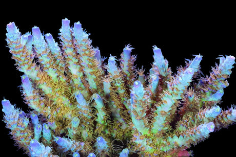 What is Hydroshock? Reef Charge’s 3-Part Dosing System Explained