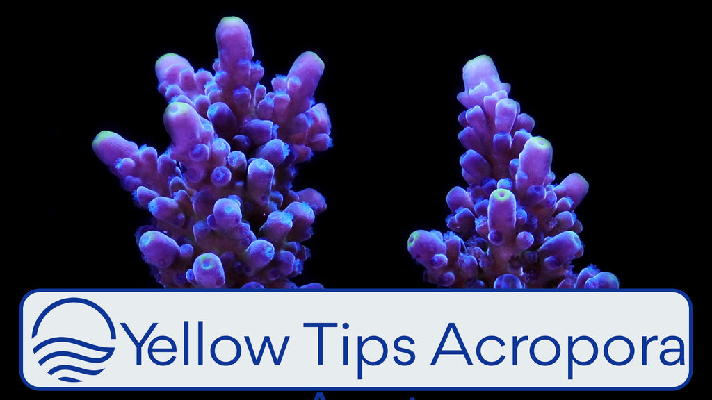 Yellow Tips Acropora Austera