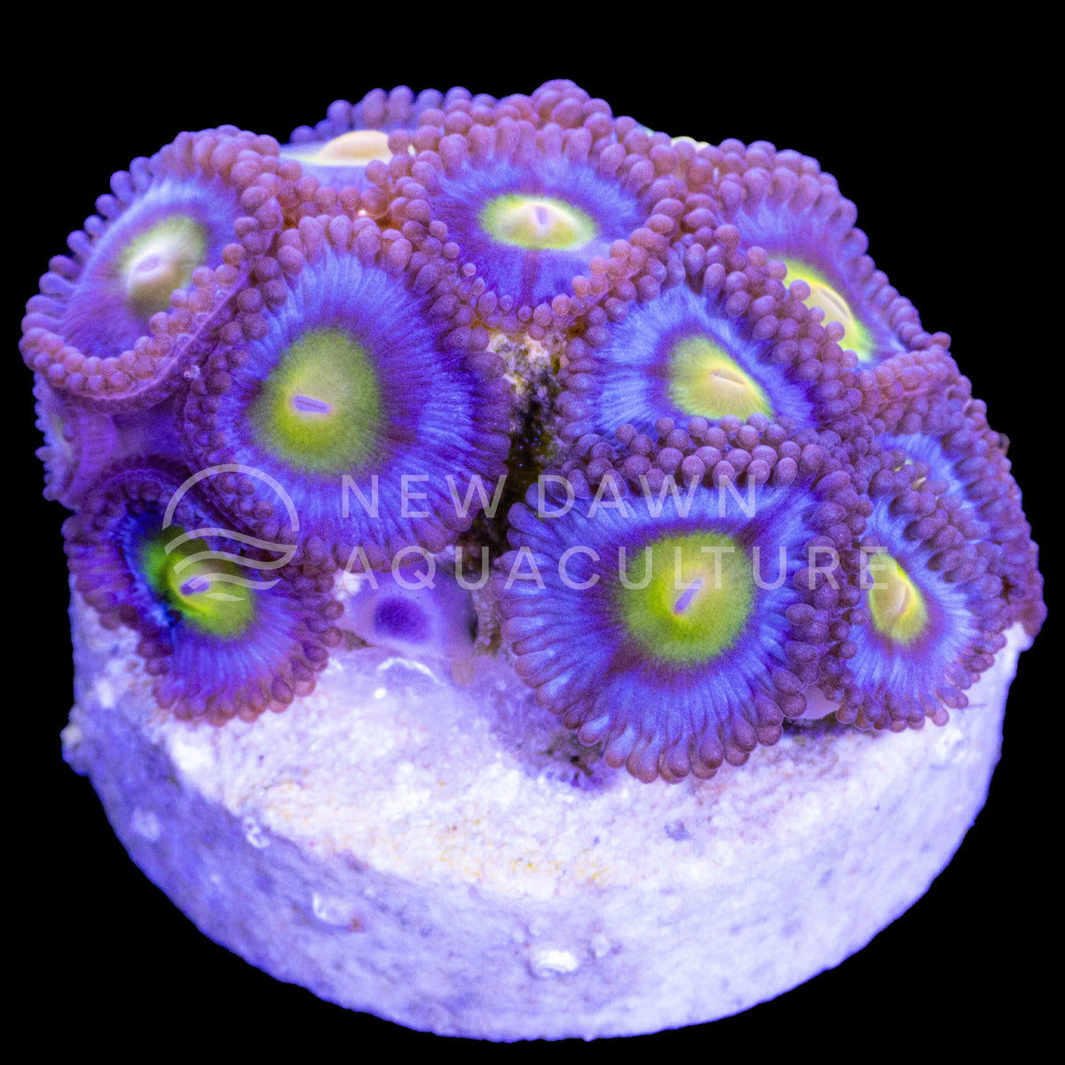 Sponge Bob AOI Zoanthid Combo
