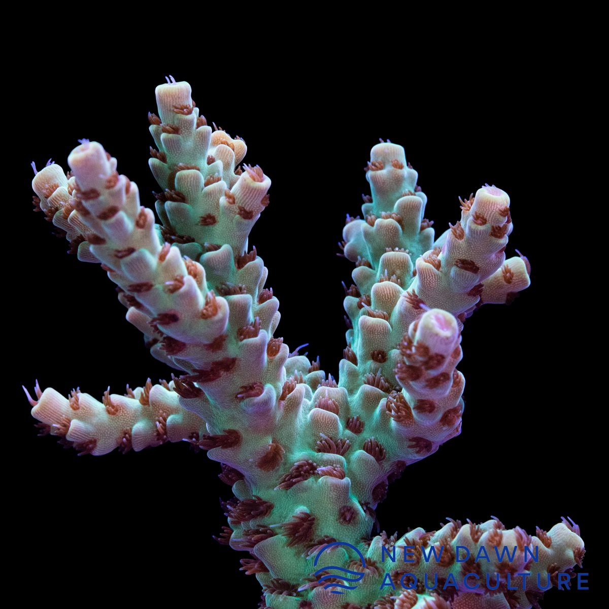  Acropora Coral - Acropora species - Buy Cheap Acropora  Coral at Wholesale
