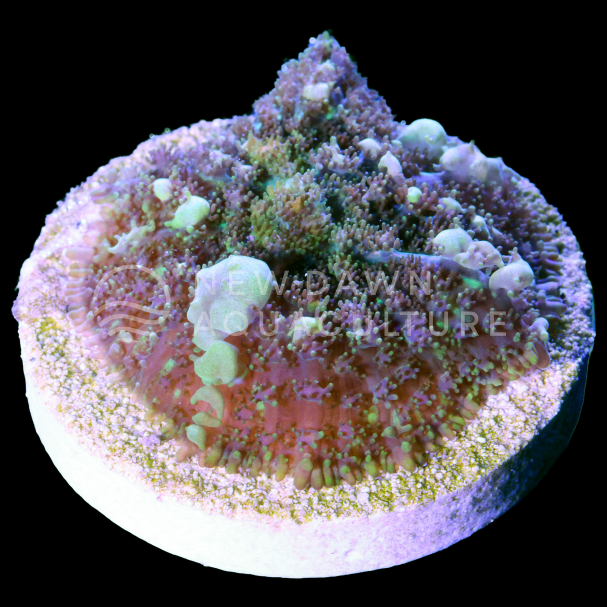 Ancient Moss Bounce Rhodactis Mushroom