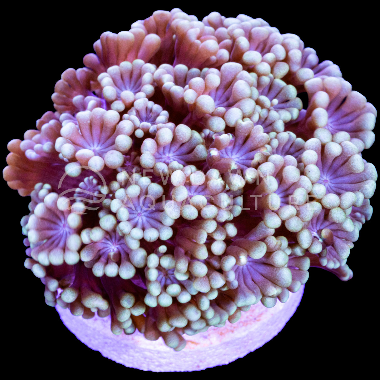 Beige Alveopora
