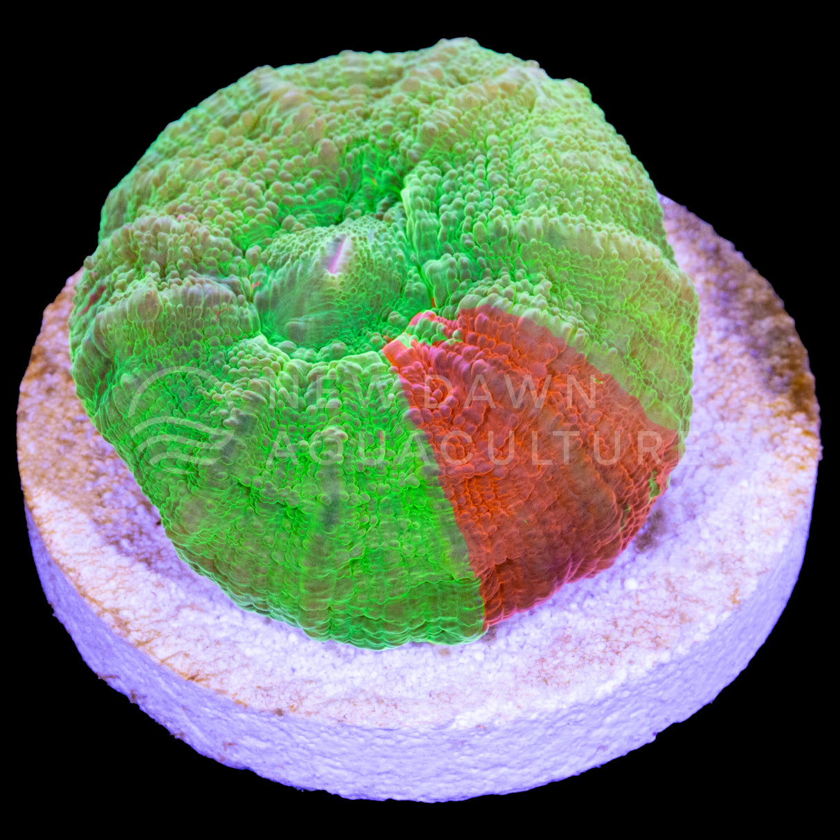 Bleeding Apple Scoly Frag