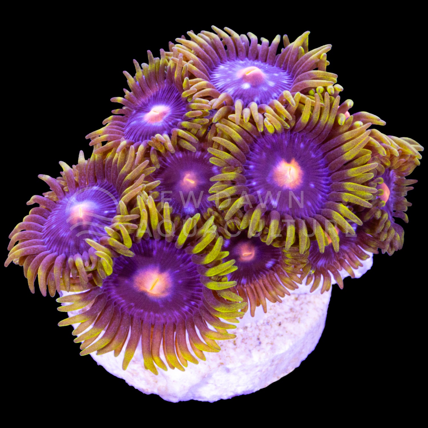 Blowpop Zoanthids