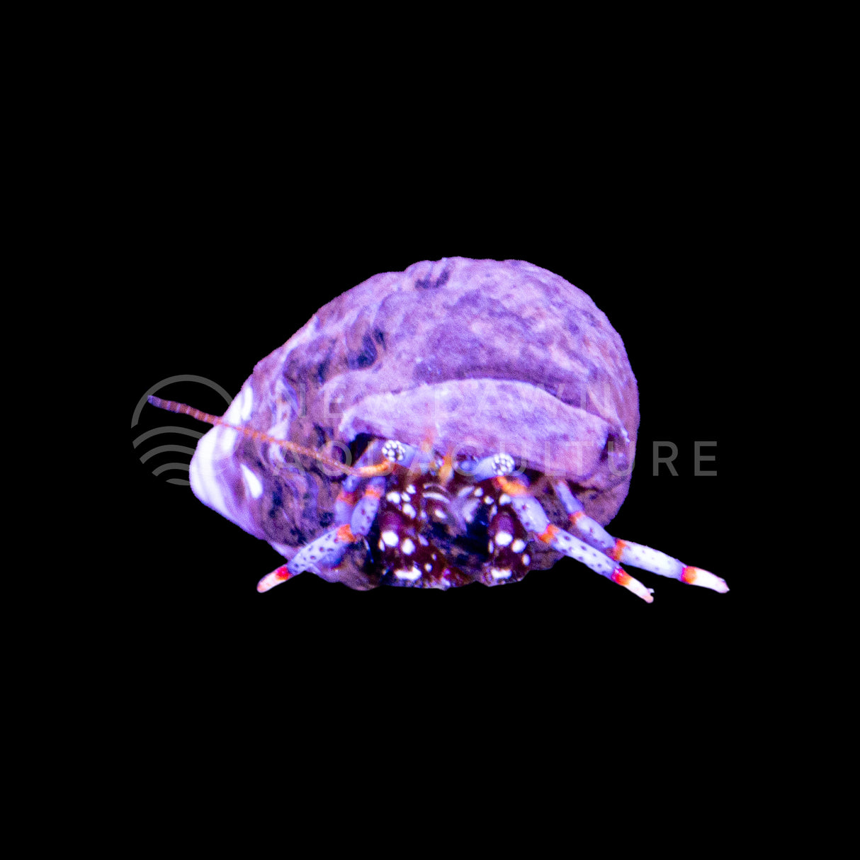Dwarf Blue Leg Hermit Crab