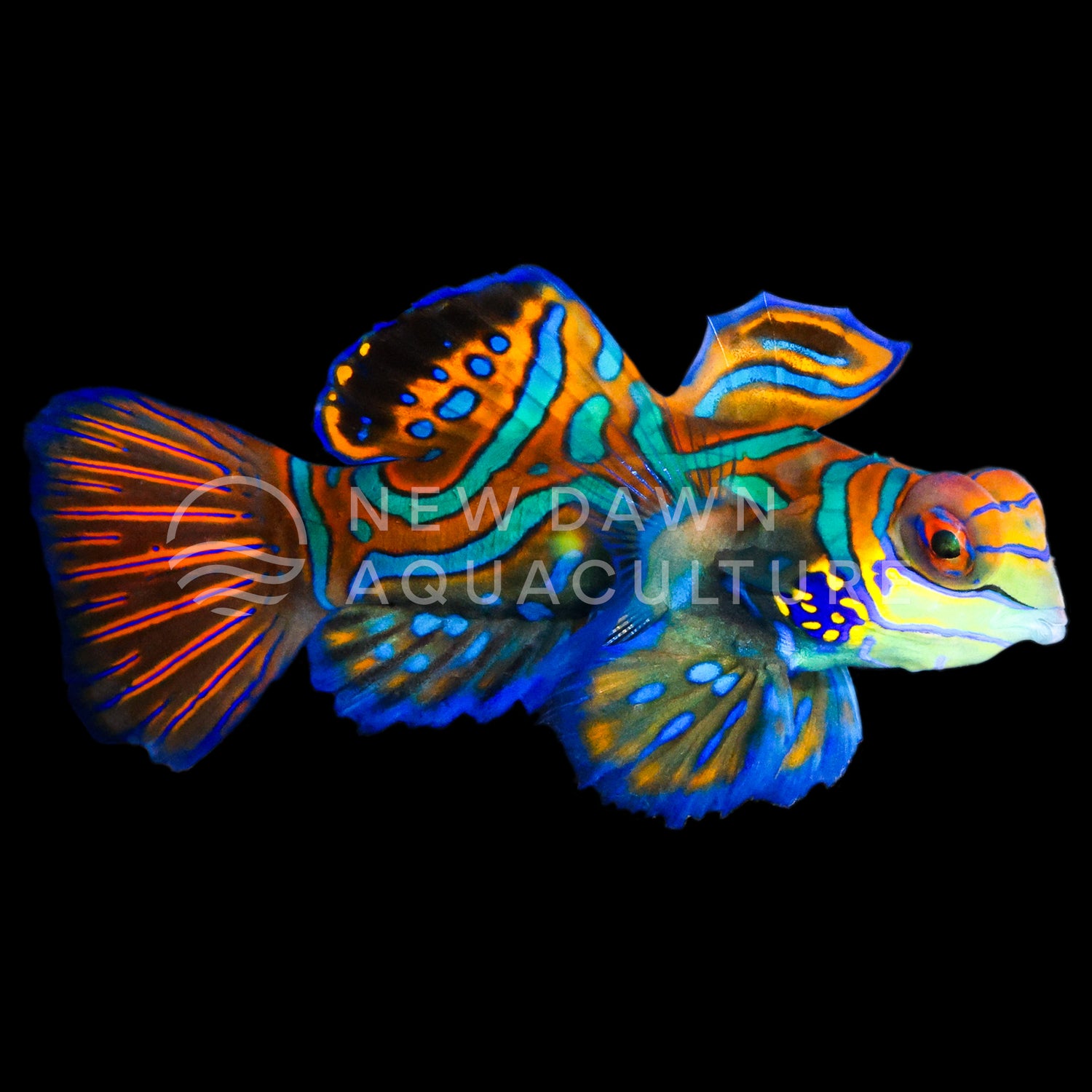 Blue Mandarin