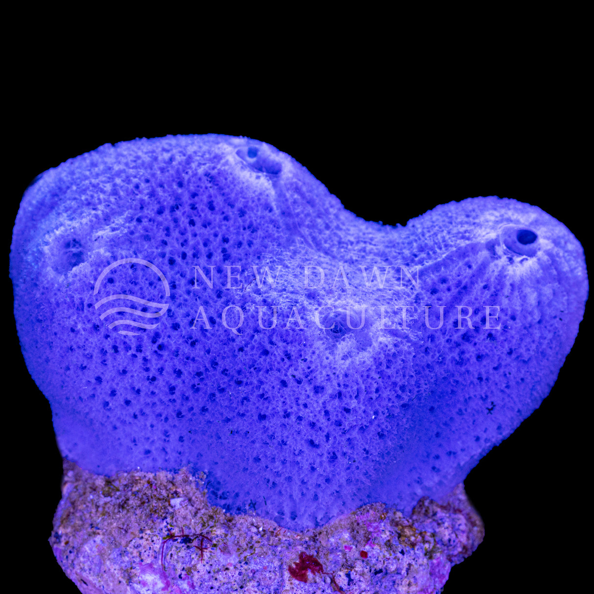 Blue Sponge