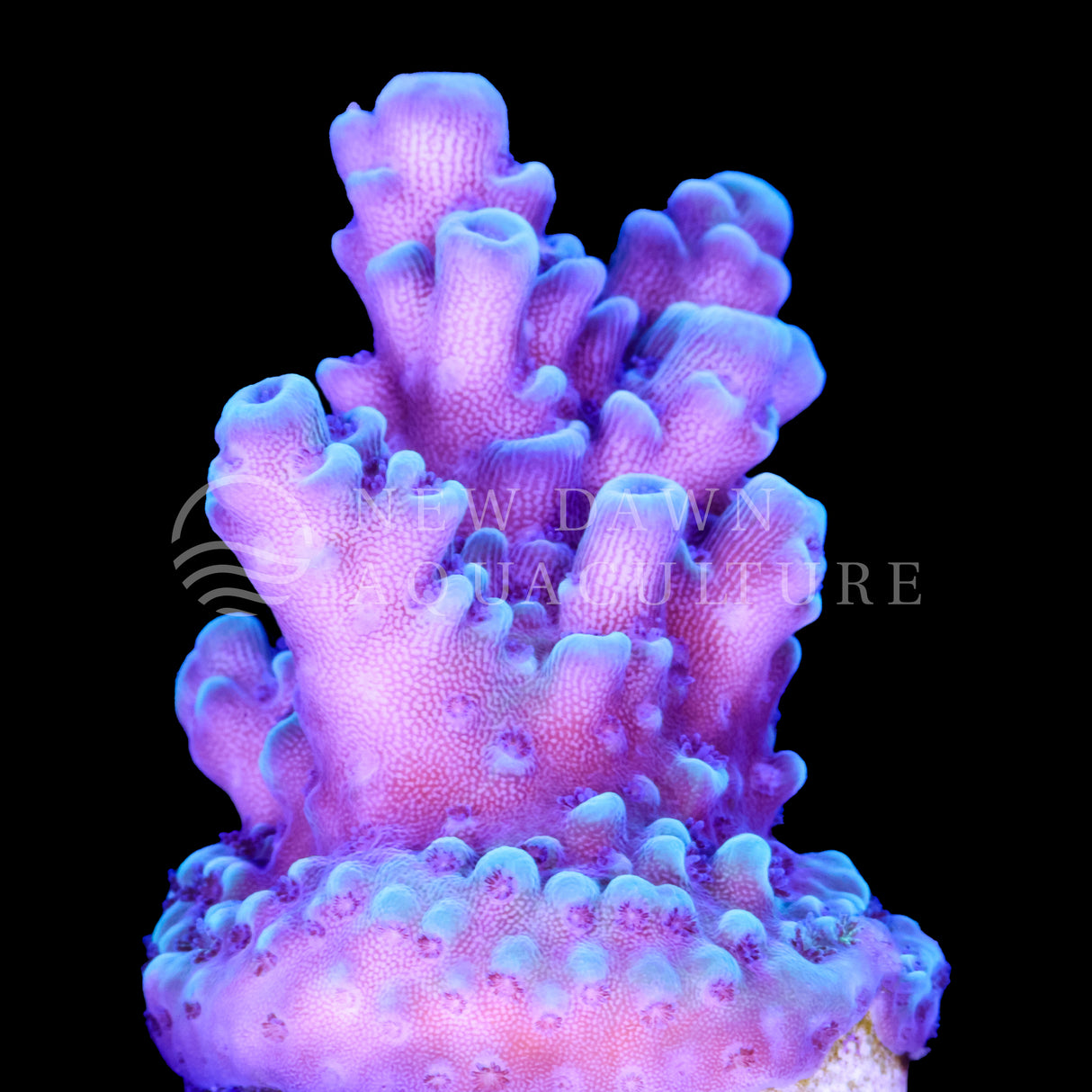 Blue Stag Acropora