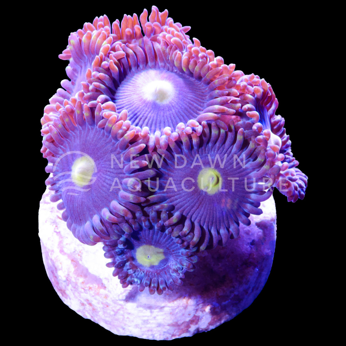 Blueberry Pie Zoanthids