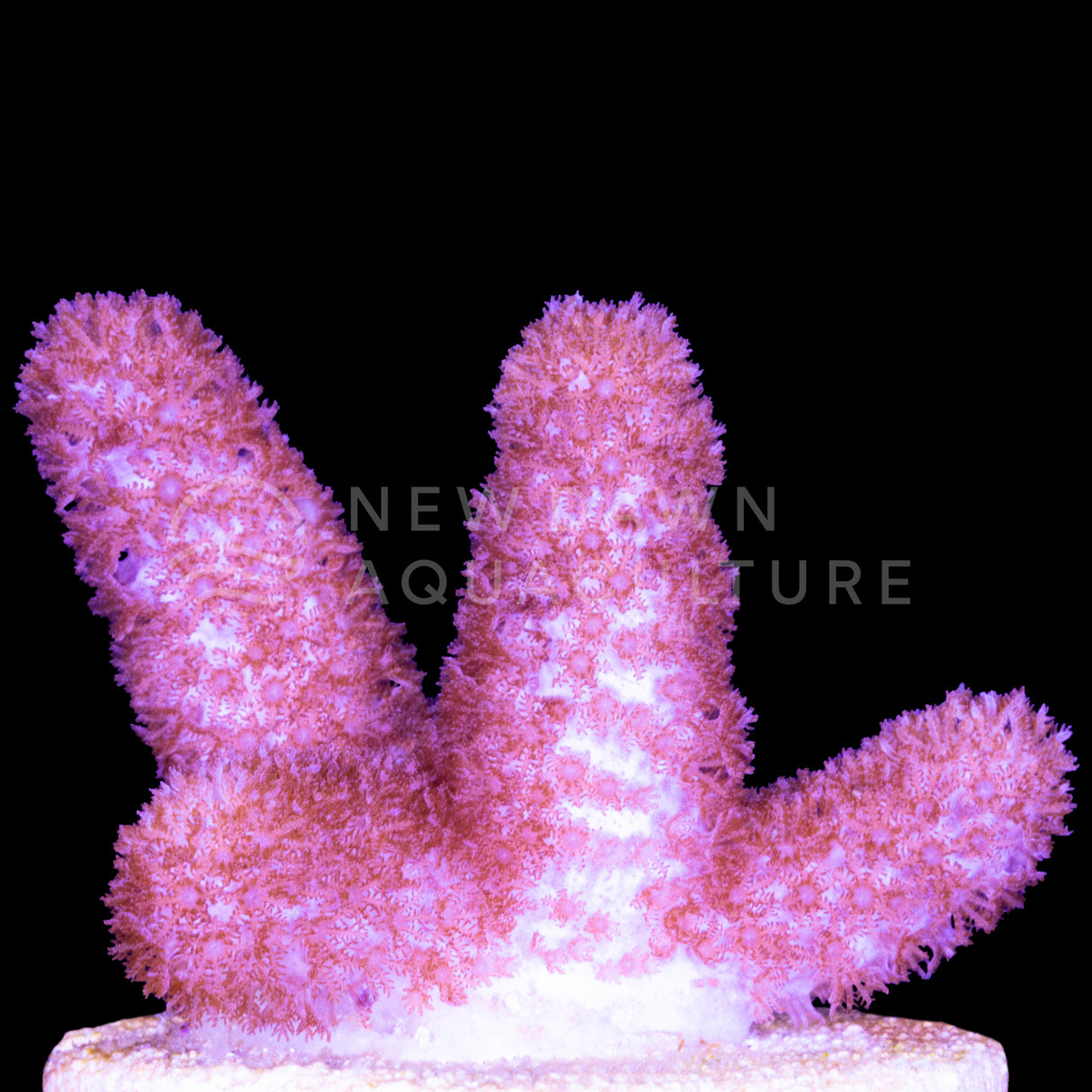 Blushing Finger Cladiella