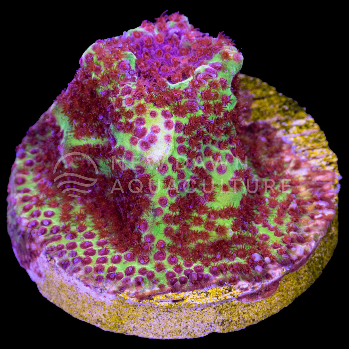 Burning Banana Stylocoeniella