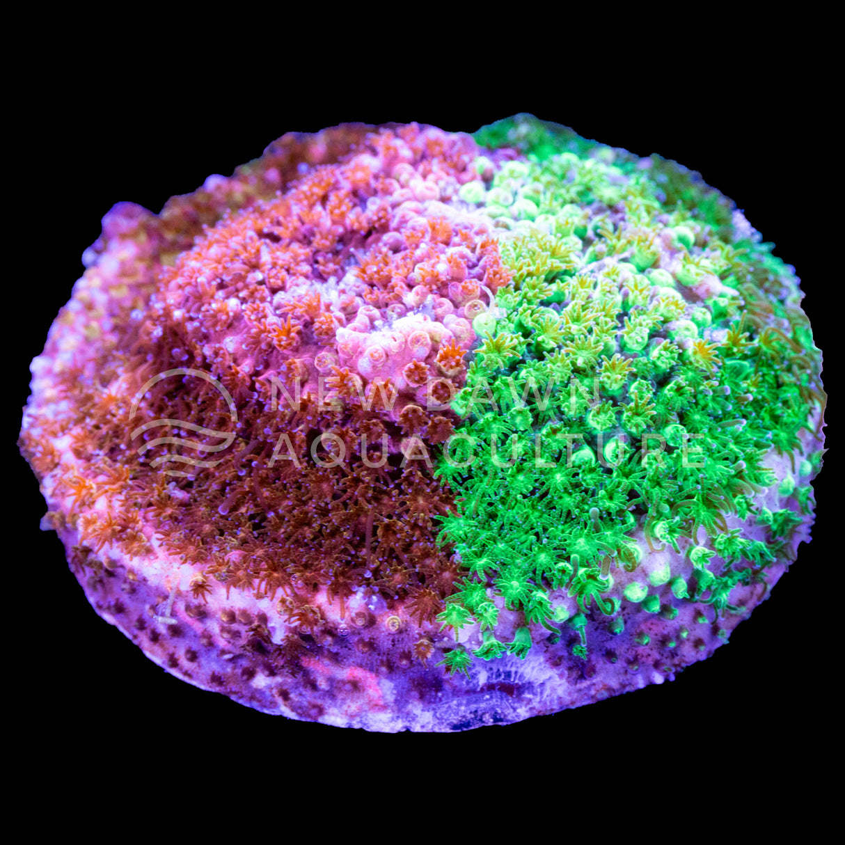 Candy Coated 50-50 Stylocoeniella