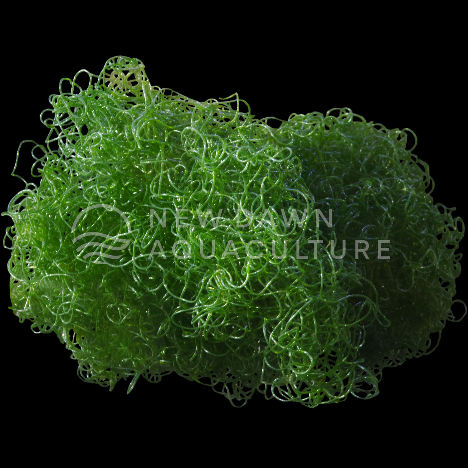Chaetomorpha Macroalgae