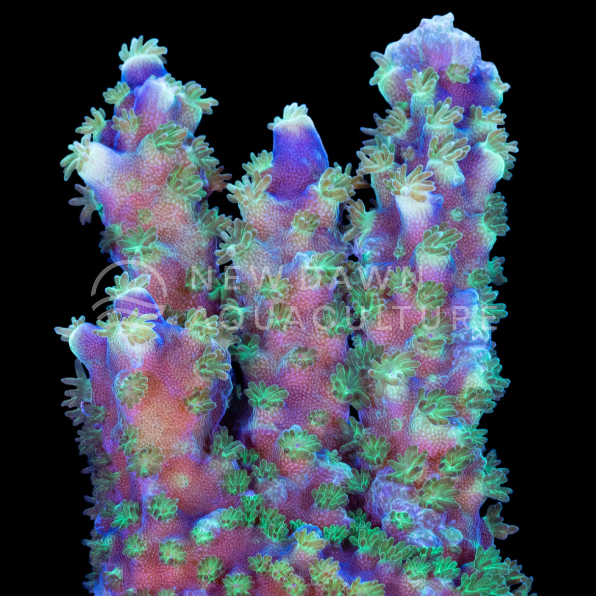 Chillberry Acropora