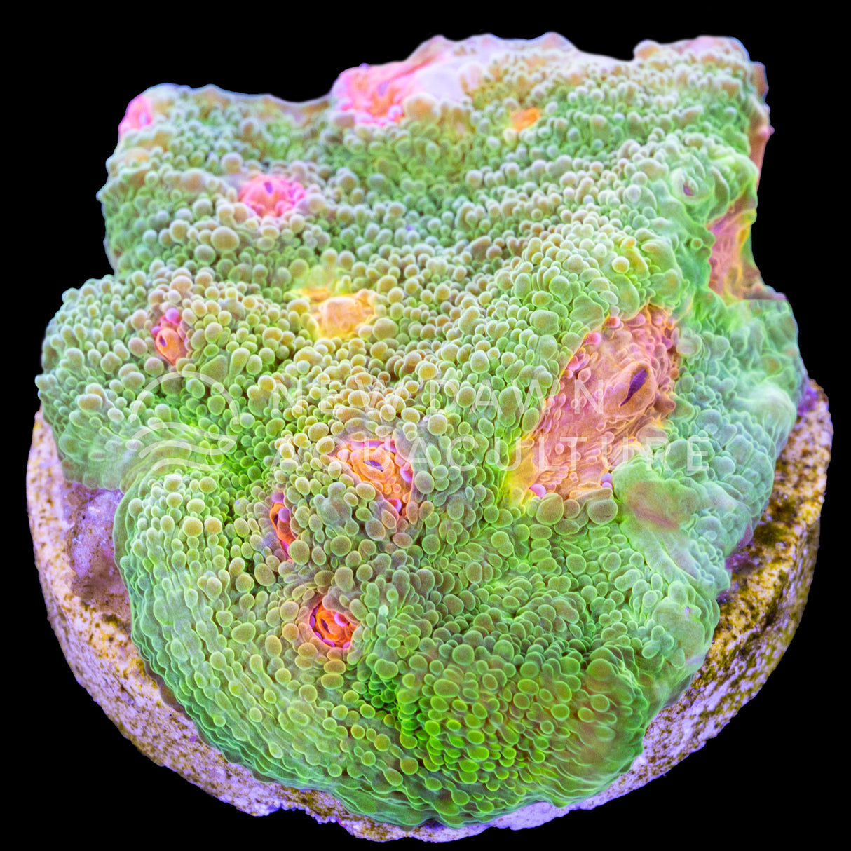 Citrus Dream Chalice