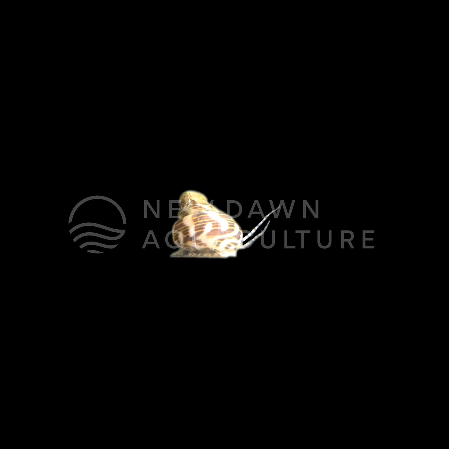 Collonista Snails | Micro Trochus Snails