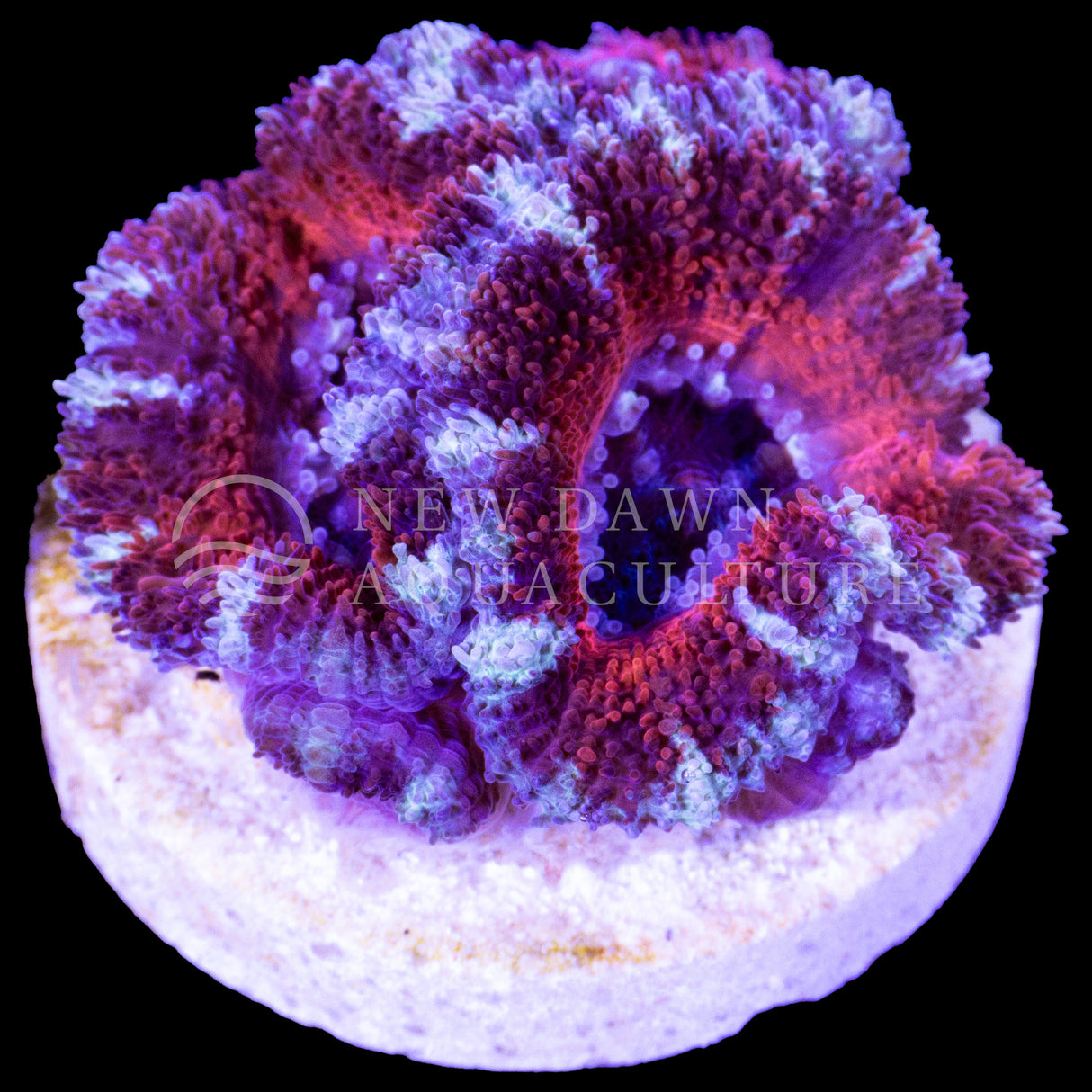 Cosmic Nebula Micromussa