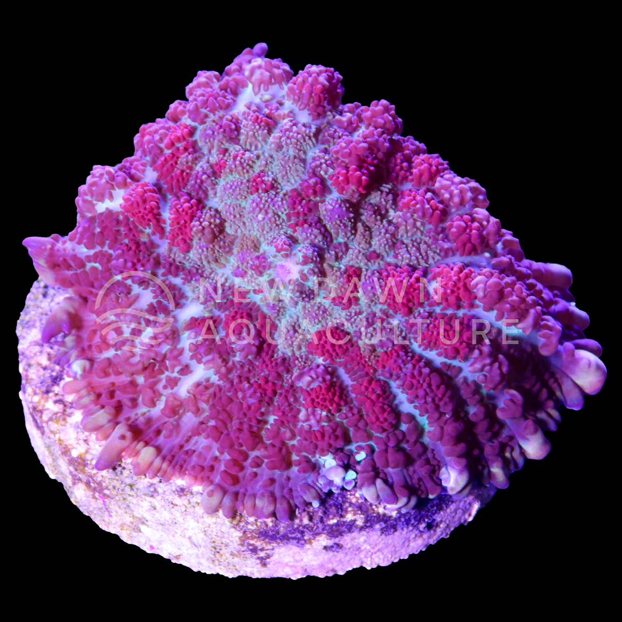 Crimson Forge Rhodactis Mushroom