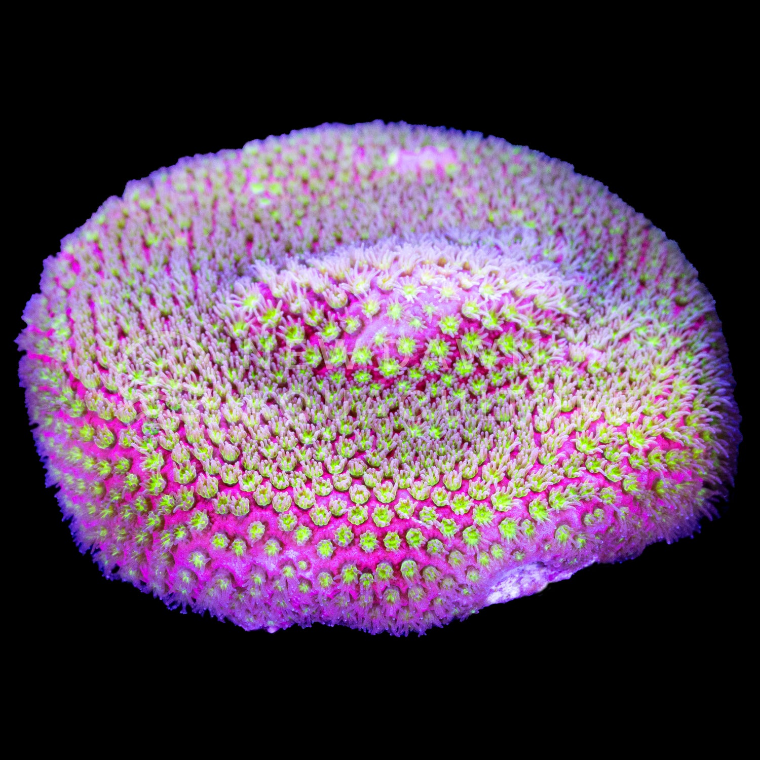 Electric Daisy Stylocoeniella