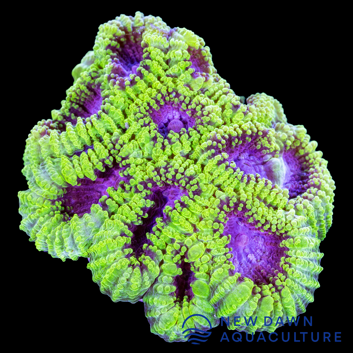 Emerald Eclipse Dipsastraea