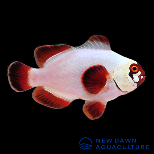 Gold Nugget Maroon Clownfish