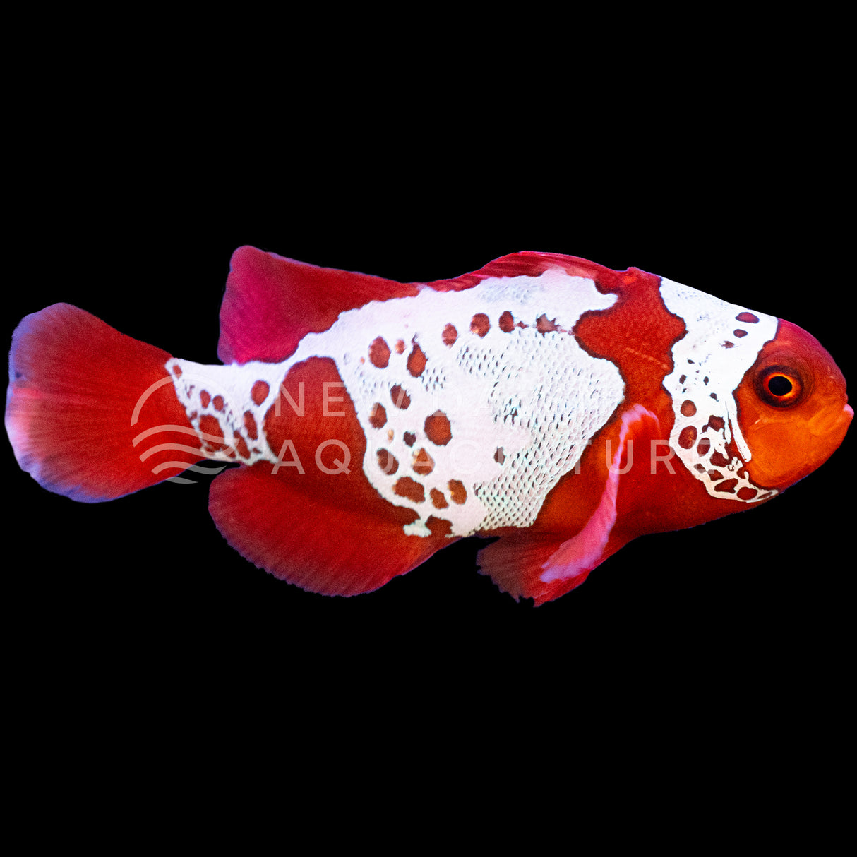 Gold X Lightning Maroon Clownfish