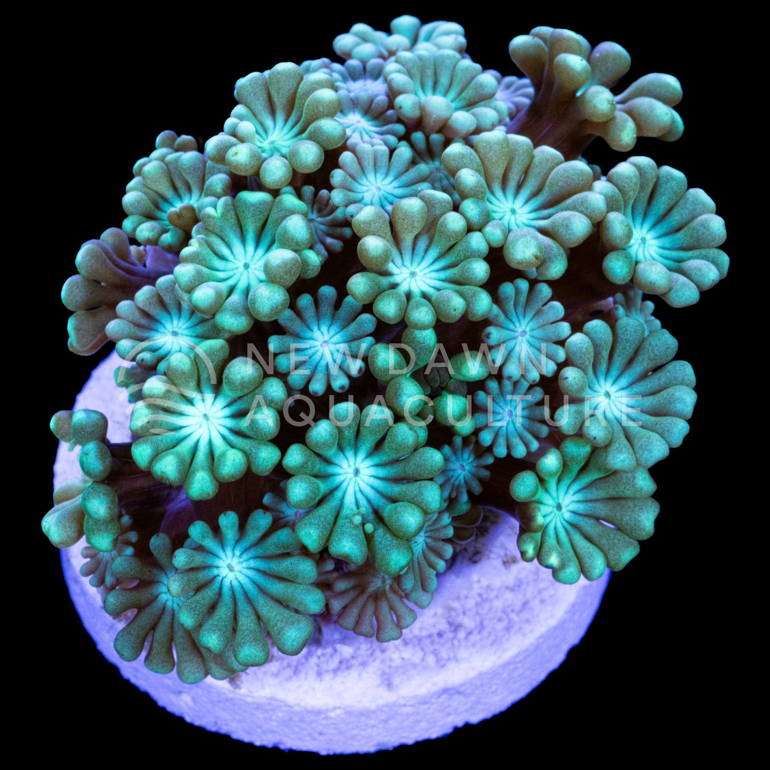 Green Alveopora