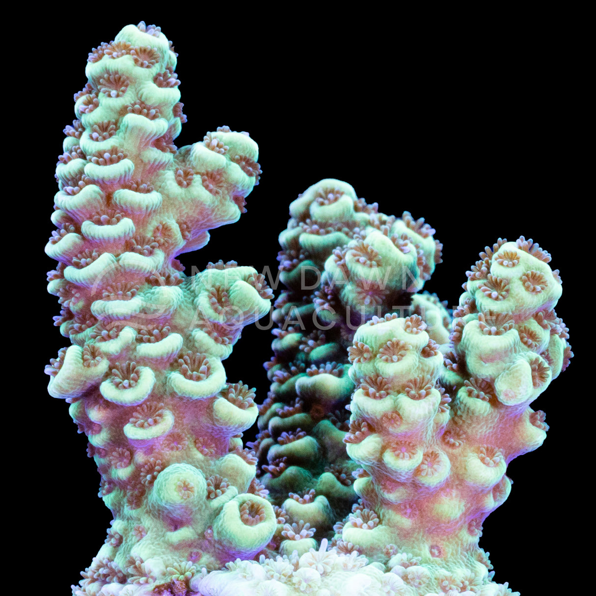 Green Millepora