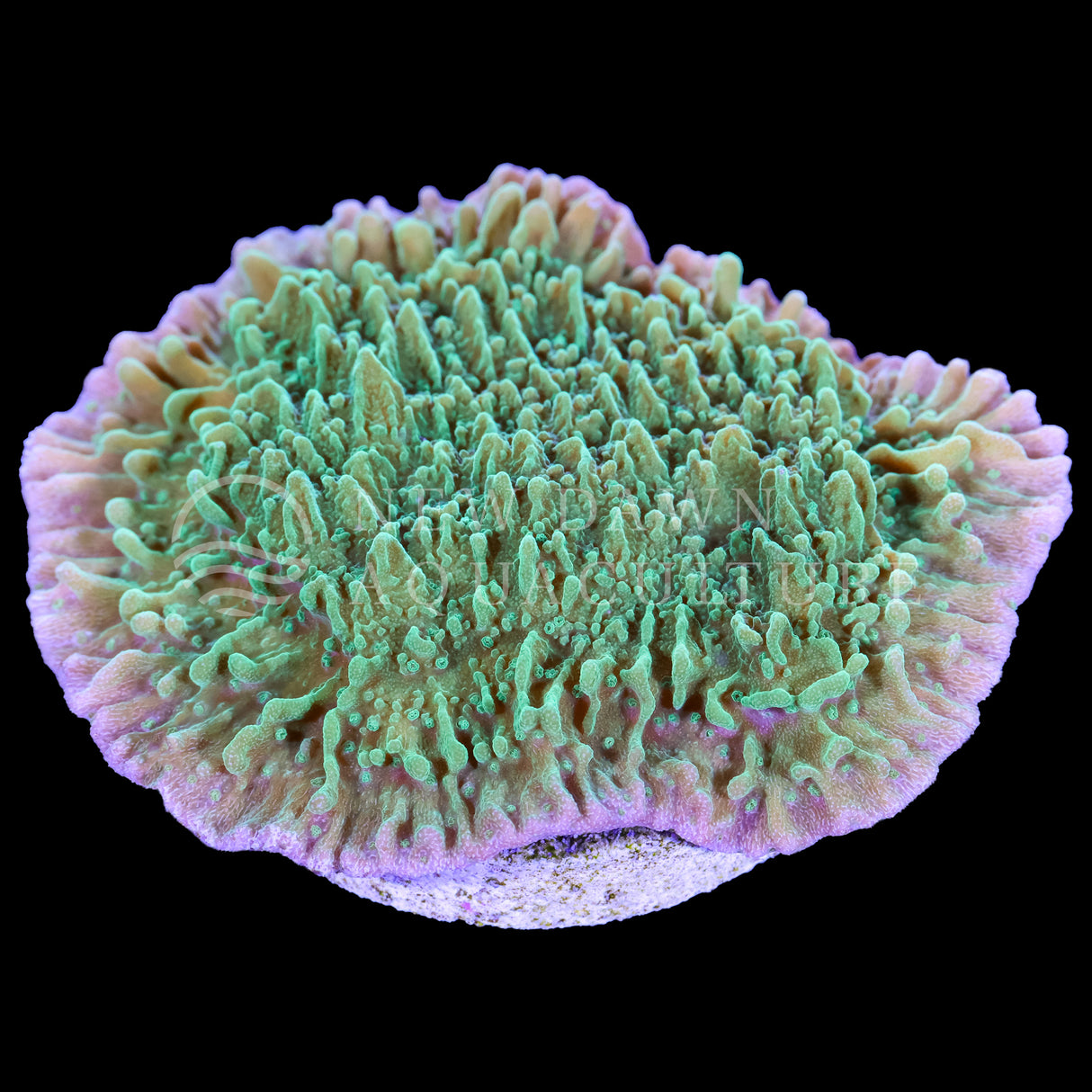 Green Montipora Foliosa