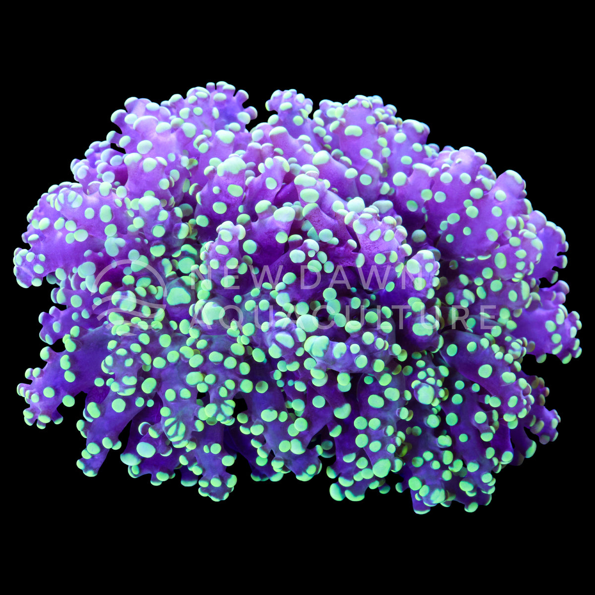 Green Octospawn