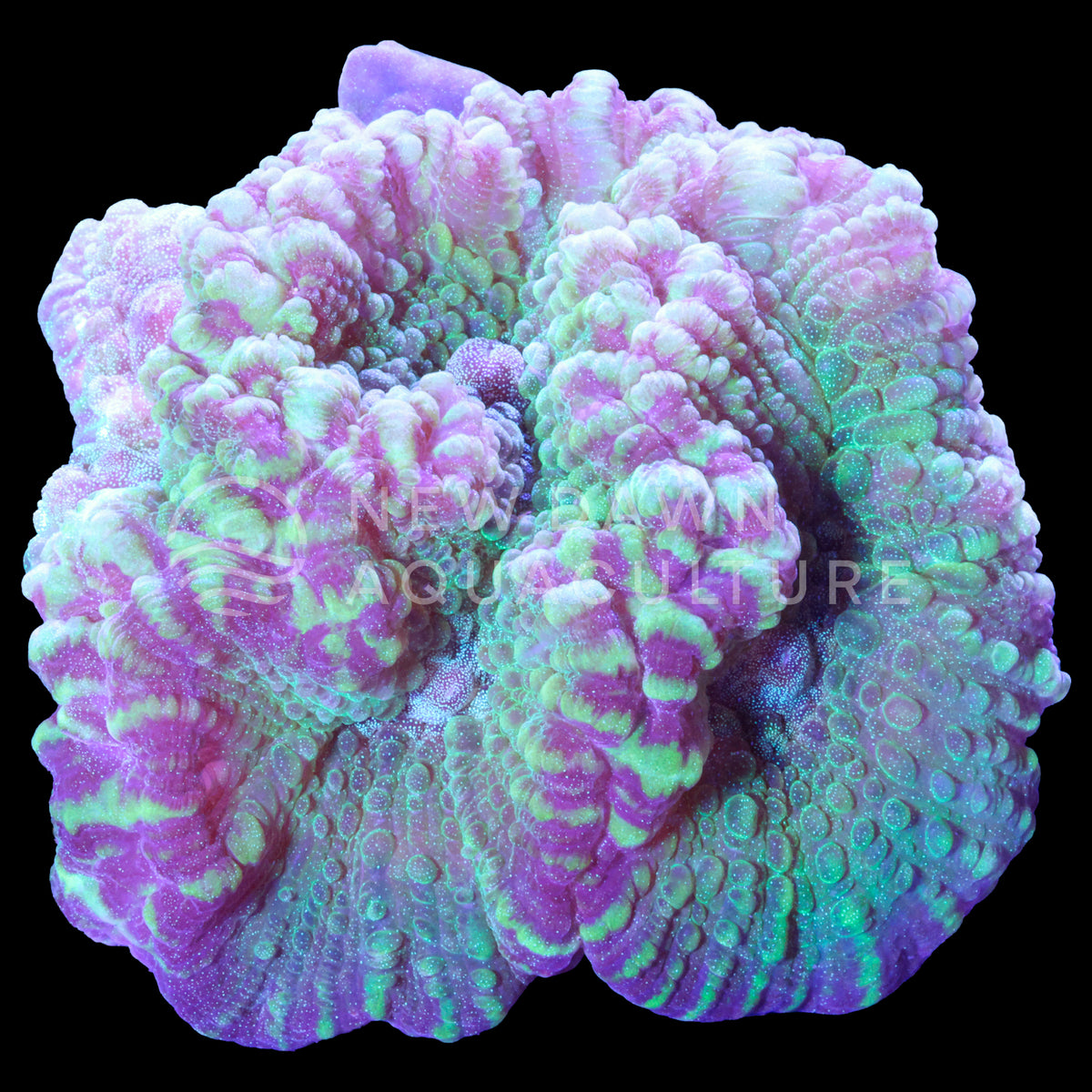 Representative Green Oulophyllia coral