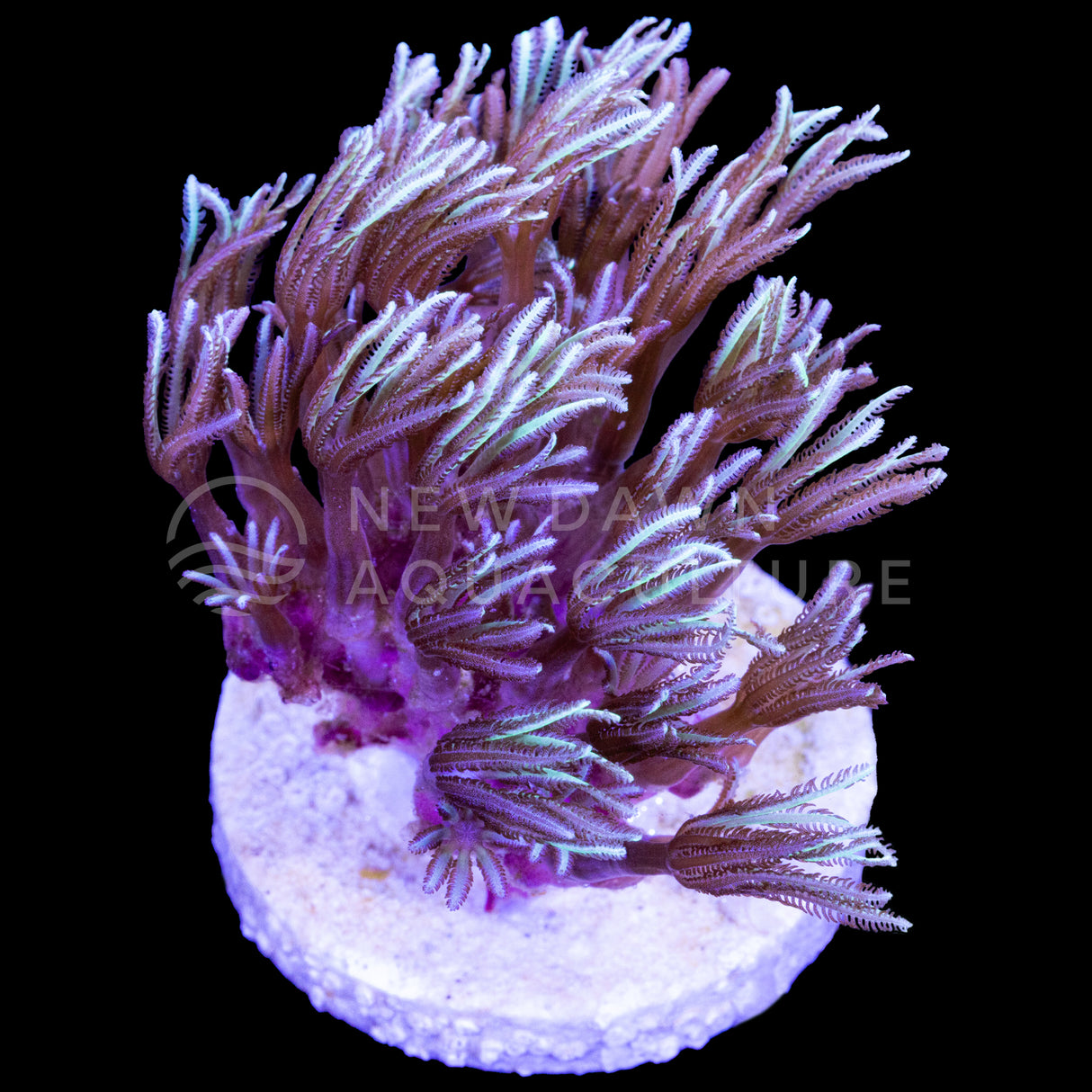 Green Pipe Organ Coral