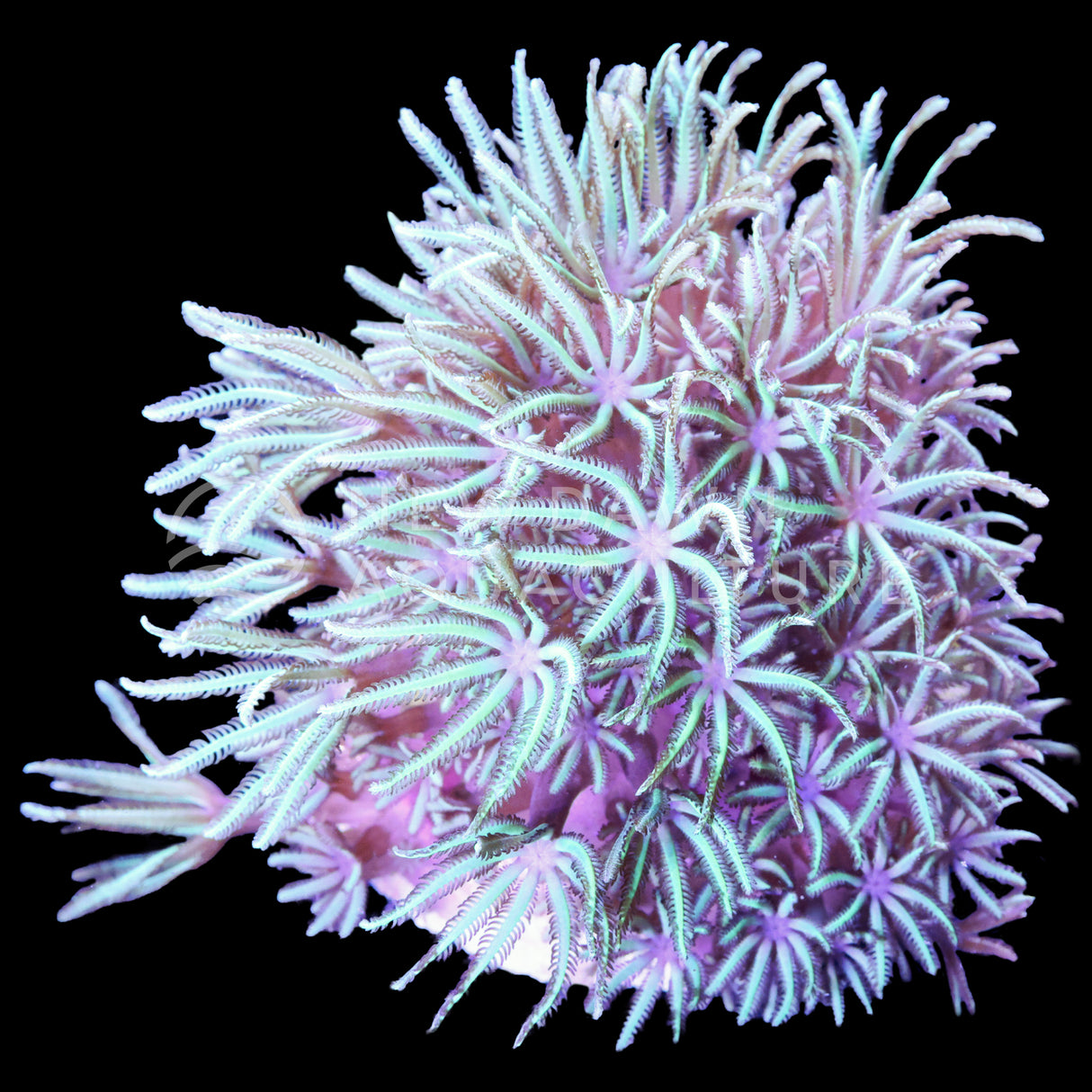 Green Pipe Organ Coral
