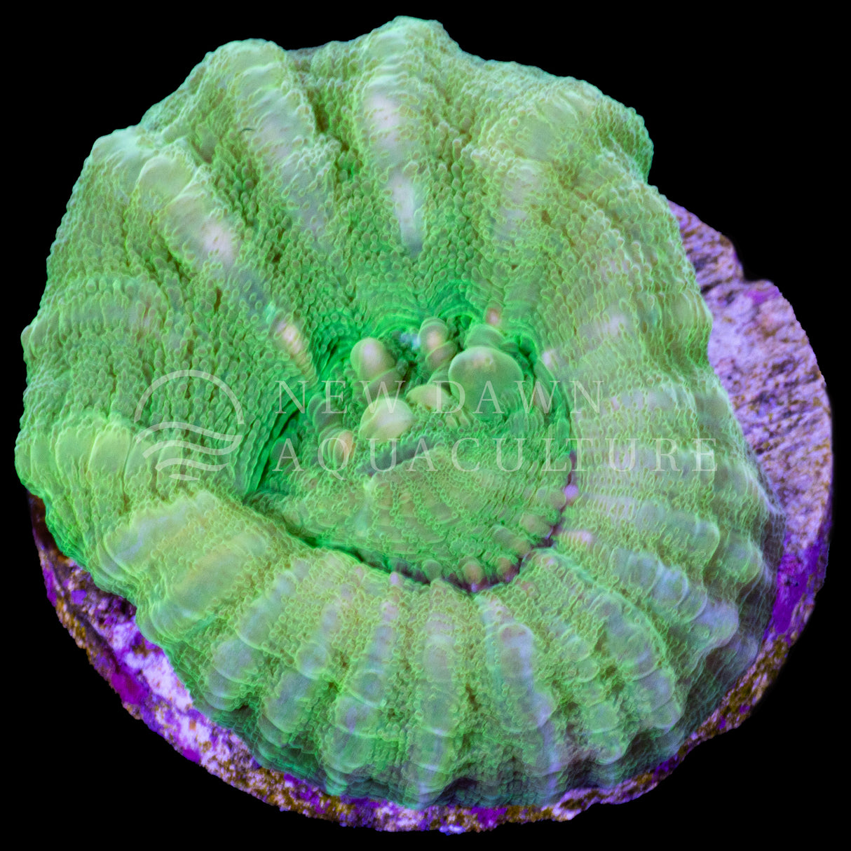 Green Scoly Frag