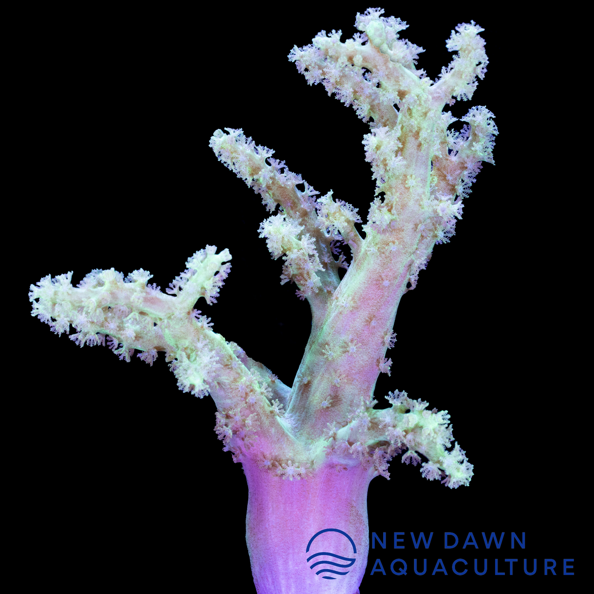 Green Spaghetti Finger Leather