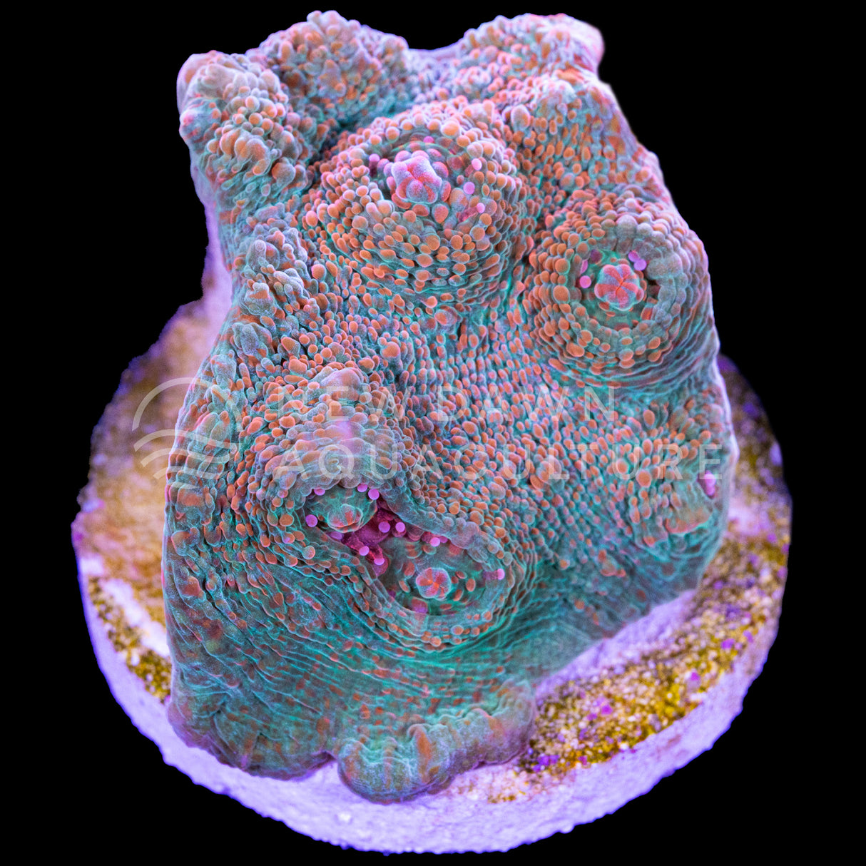 Cinder Spark Chalice