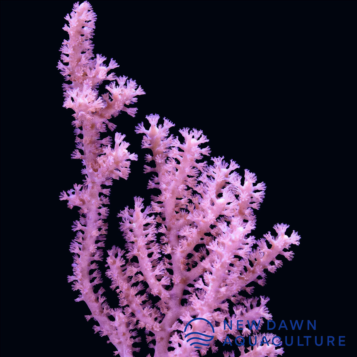 Grube's Gorgonian