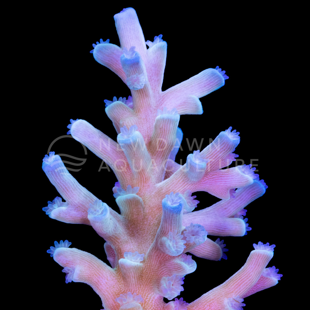 Ice Fire Acropora Echinata
