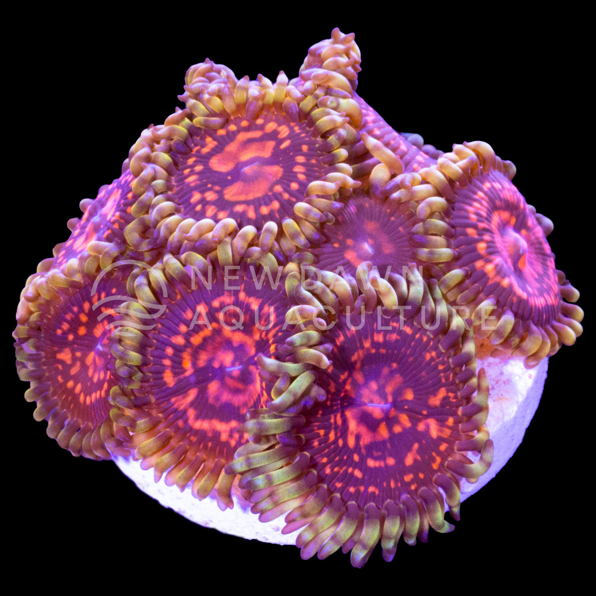Inferno Krak Zoanthids