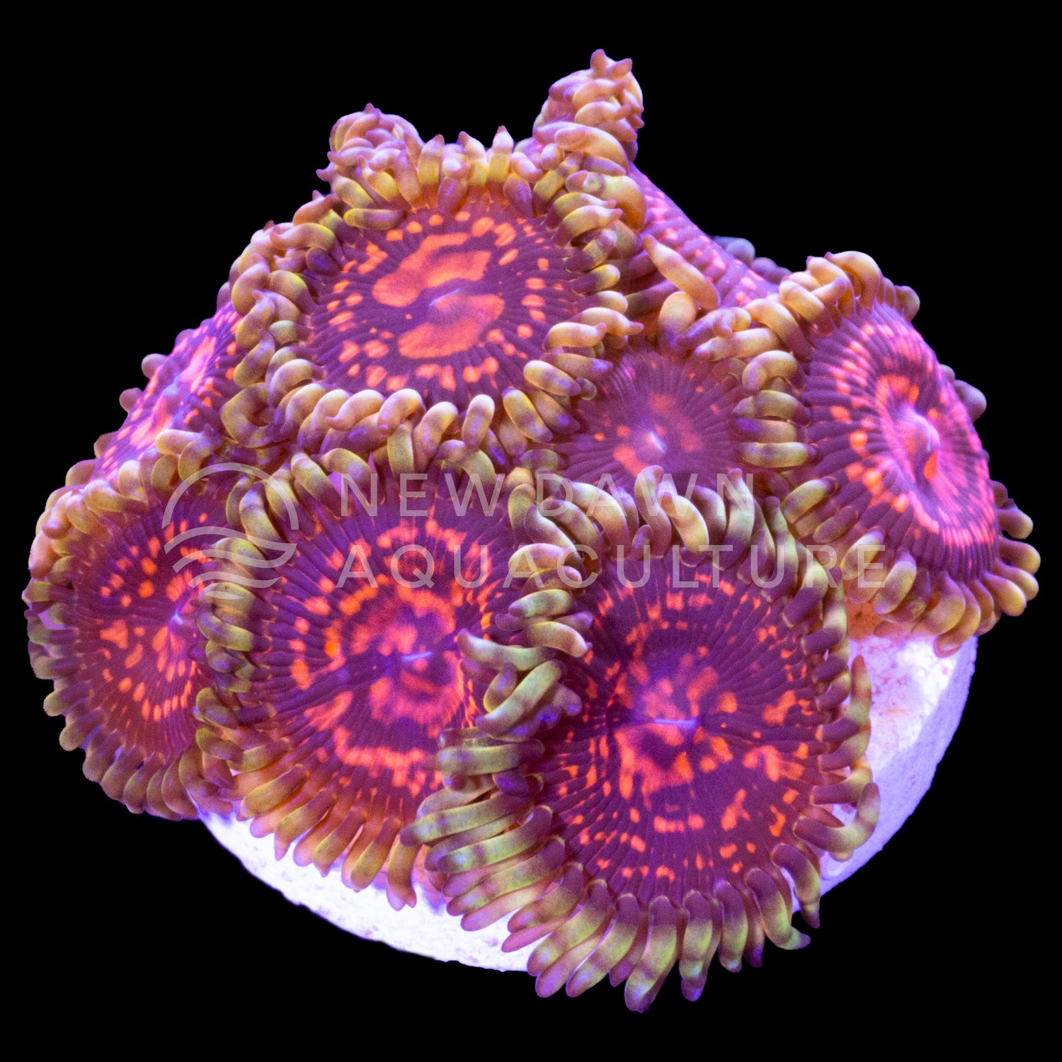 Inferno Krak Zoanthids