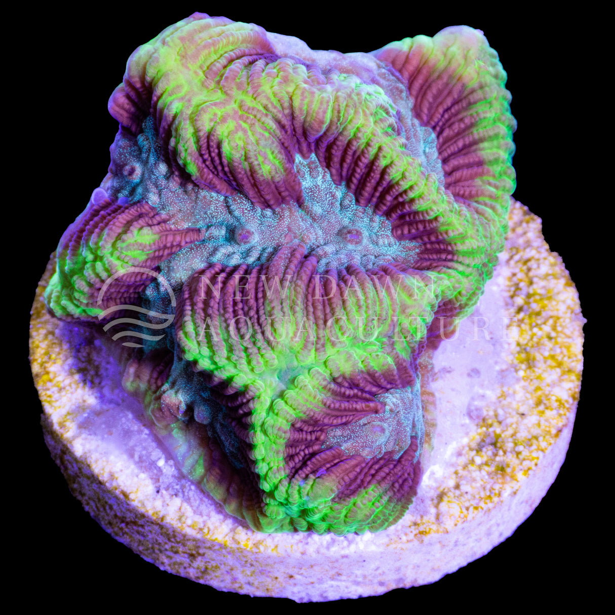 Joker Paragoniastrea