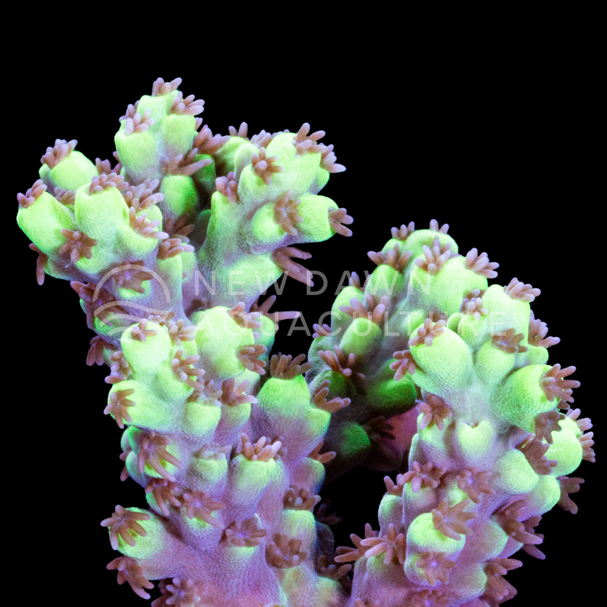 Killer Bee Acropora