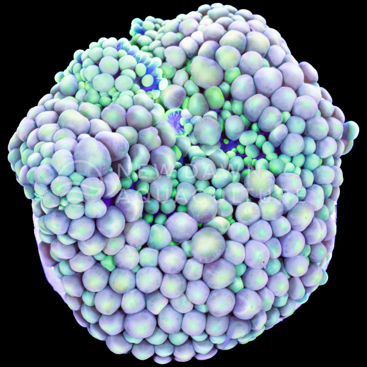 Light Blue Ricordea Florida