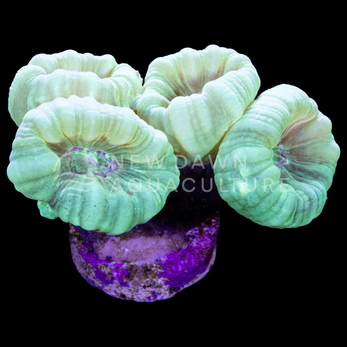 Light Green Candy Cane