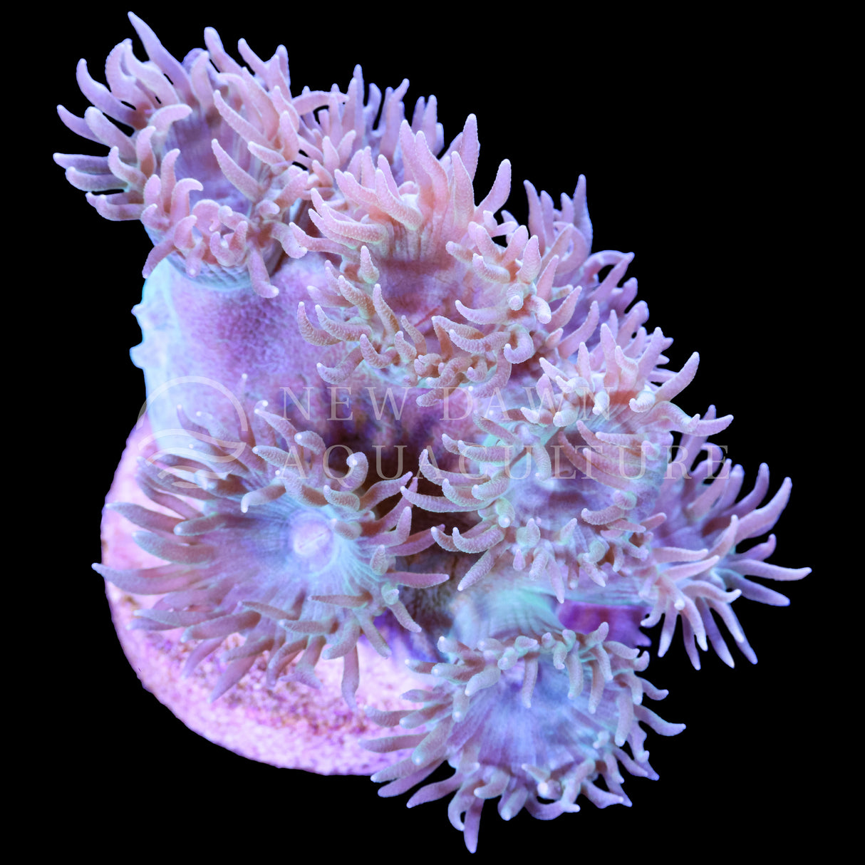 Light Green Pagoda Cup Coral