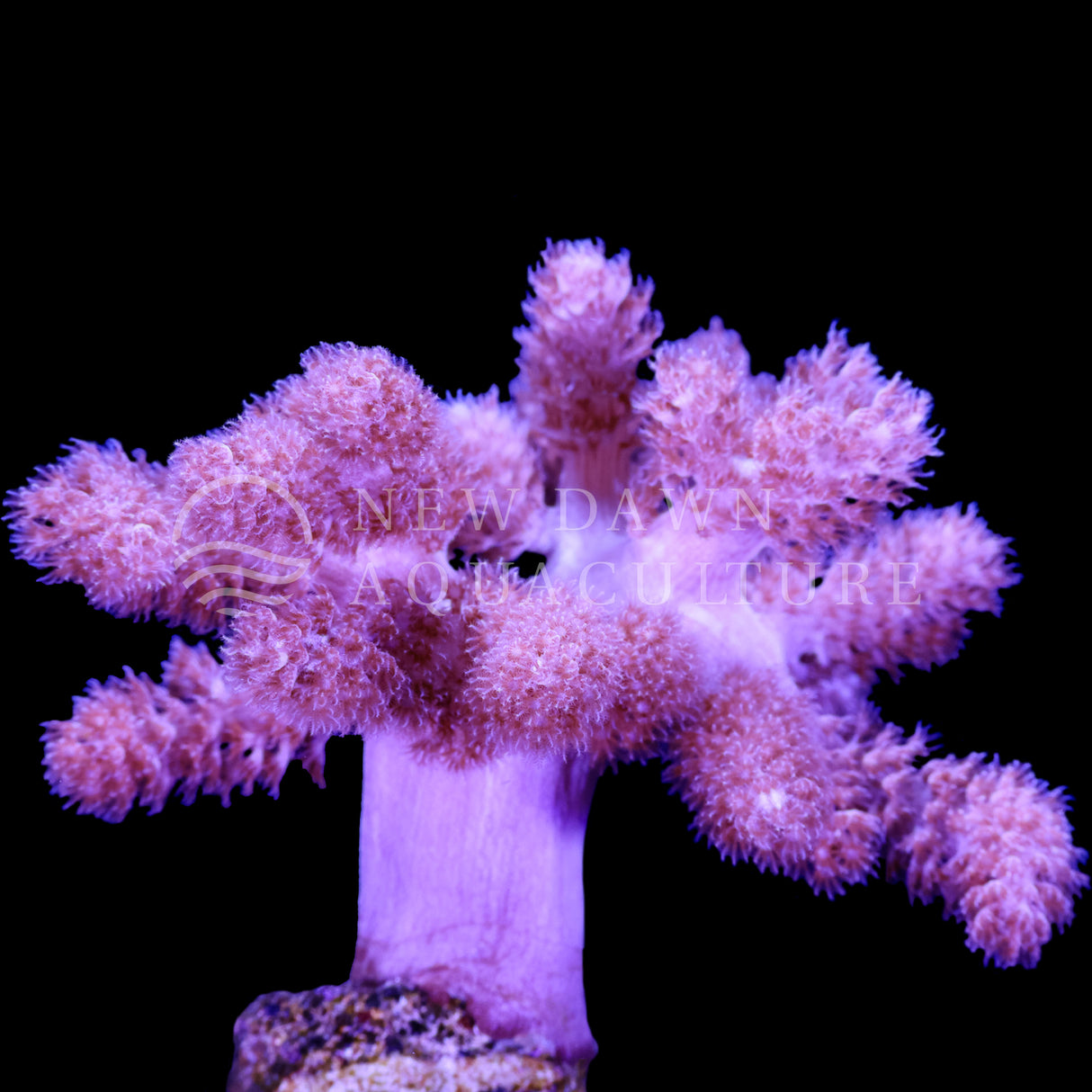 Light Purple Capnella