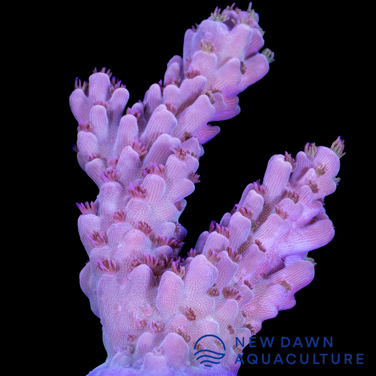 Lilac Lagoon Acropora