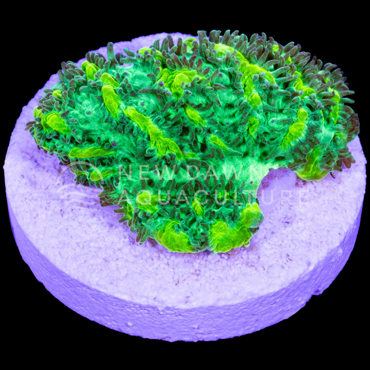 Limelight Hydnophora